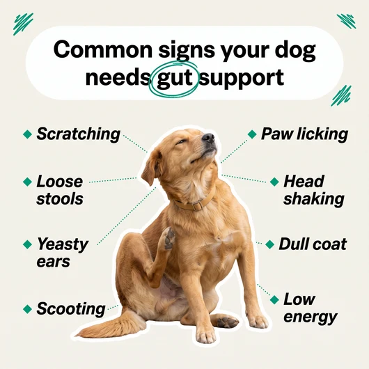 Dog Oil of Oregano Drops